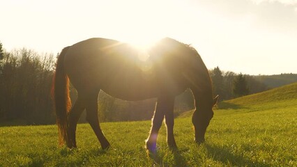SILHOUETTE, LENS FLARE: Beautiful brown mare grazing in a sunny meadow at sunrise. An early and calm autumn morning with warm golden sun rays shining on a chestnut horse pasturing in the countryside. - Powered by Adobe