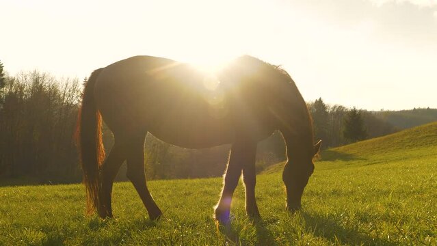 SILHOUETTE, LENS FLARE: Beautiful brown mare grazing in a sunny meadow at sunrise. An early and calm autumn morning with warm golden sun rays shining on a chestnut horse pasturing in the countryside.