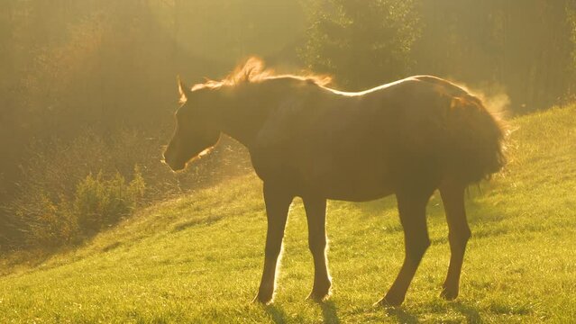 SILHOUETTE: Chestnut mare shakes off dust from her body in golden autumn sunset light. Brown horse is free grazing on a beautiful green meadow in the company of a young and playful shepherd dog.