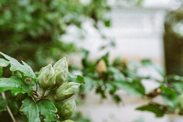 hazelnut on blurred background