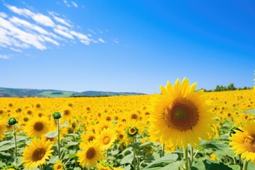 a sunflower field under a clear, cloudless sky
