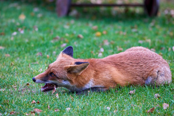 Portrait of a fox in nature on an autumn day.