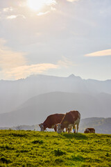 Landscape with a cow on a mountain pasture in the Carpathian mountains in Romania.