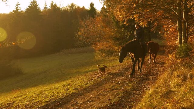 LENS FLARE: Happy woman rides a stallion at sunset with dog and mare by side. She is enjoying an evening walk along picturesque countryside coloured in autumn shades in the company of her animals.