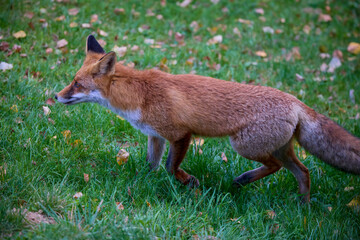 Portrait of a fox in nature on an autumn day.