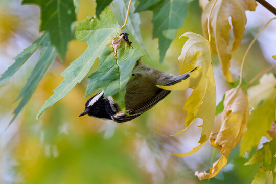(Parus major) is a small sedentary bird of the Paridae family, widely distributed throughout Europe, Asia and northwestern Africa in the temperate zone.