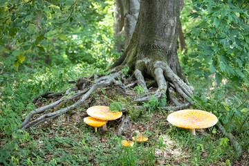 Red poisonous mushroom in nature, Amanita muscaria, fly agaric fungus in forest, forest background. beautiful Fly agaric fungus