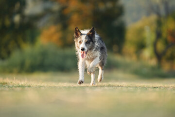 the dog runs front camera on the grass. Active and happy border collie in the park