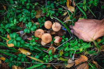 Beautiful honey mushrooms in the grass are cut with a knife by a man's hand