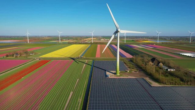 Aerial view of tulips fields in bloom with wind turbines and solar panels in the Netherlands, Renewable Energy, Solar Energy, Wind Power, Netherlands