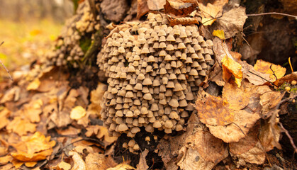 Poisonous mushroom in the ground in the forest in autumn