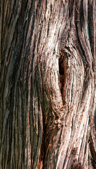 The bark of an old tree as an abstract background