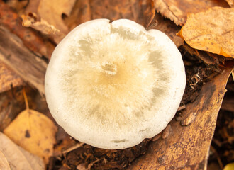 Poisonous mushroom in the ground in the forest in autumn