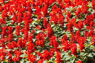 Naklejka premium Red flowers in the park as a background