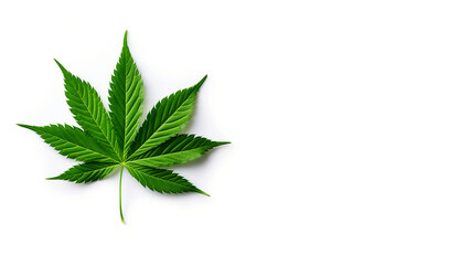Cannabis leaf isolated on white background with copy space for text. Medical marijuana concept.