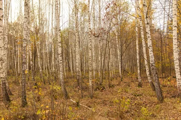 Tafelkleed Trunks of young birches in the forest in autumn © schankz