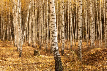 Tuinposter Trunks of young birches in the forest in autumn © schankz