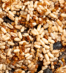 Close up of red ant eggs. Macro