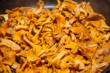 Freshly picked chanterelles are prepared for cooking