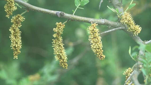 Spring steppe forest strip. Flowering Thorney locust (Gteditschia triacanthos). The tree is used in the steppe for snow retention and wind protection