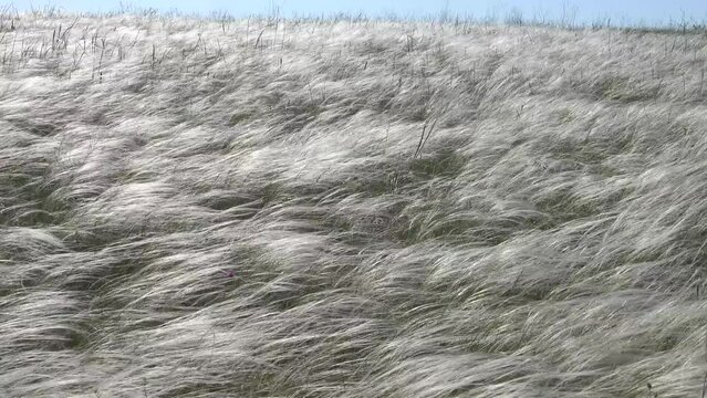 Feather-grass true steppe. Northern Black Sea region. The most common is (Stipa lessingiana or Stipa brauneri). Crimea, Kerch Peninsula