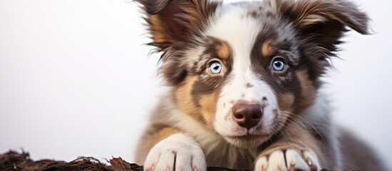 he studio portrait of the puppy dog Australian Shepherd lying on the white background, looking at the copy space