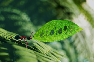 Picture of a small brown ant carrying a green leaf with ecology word cut in it