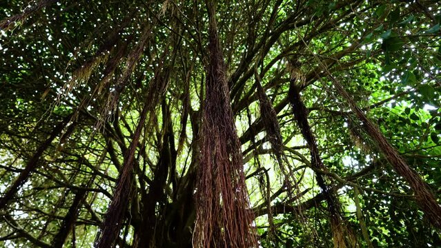 Old massive Indian Banyan tree with aerial prop roots in rainforest