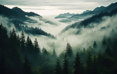 Tuinposter Misty landscape with fir forest © Tisha