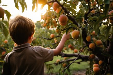 rear view of boy reaching to pick peach from tree on fruit farm - Powered by Adobe