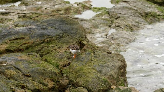 Ruddy turnstone bird in the wild life wading along the sea coastal rocks looking for food. Arenaria interpres
