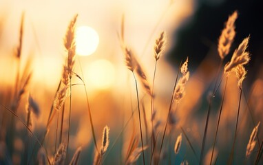 Wild grass in the forest at sunset. Macro image, shallow depth of field