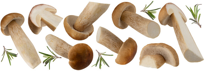 Boletus edulis, mushroom collection isolated png transparent. Cep, Porcini mushrooms with rosemary branch. Package design element.