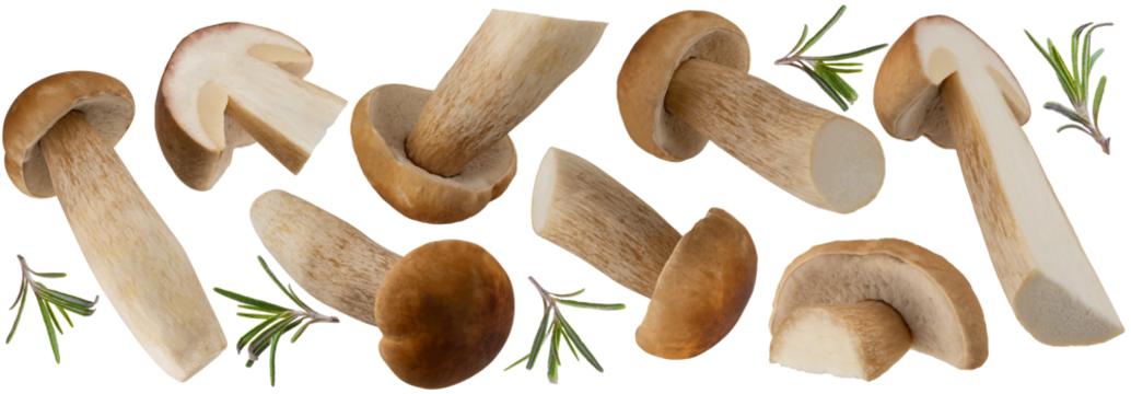 Boletus edulis, mushroom collection isolated png transparent. Cep, Porcini mushrooms with rosemary branch. Package design element.