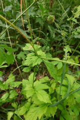 Geum urbanum