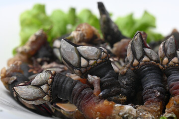 Galician barnacles, presented on a plate with salad
