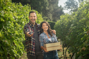 Young farmers harvesting grapes in a vineyard. Portrait of a couple during the Harvest.