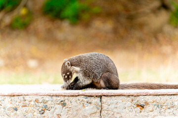 badgers eating on the sidewalk near the forest