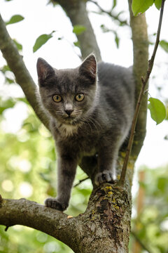 A Beautiful young Cat sitting on a tree. Cute pet on a natural green background.