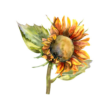 WAtercolor sunflower illustration.YEllow flower in vintage style with leaves for rustic, autumn design, logo, greeting card. Clipart isolated