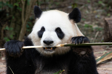 Fototapeta premium Close up Happy Panda in Chengdu Panda Base, china