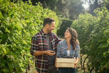 Young farmers harvesting grapes in a vineyard. Portrait of a couple during the Harvest.