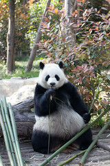 Obraz premium Close up Happy Panda in Chengdu Panda Base, china