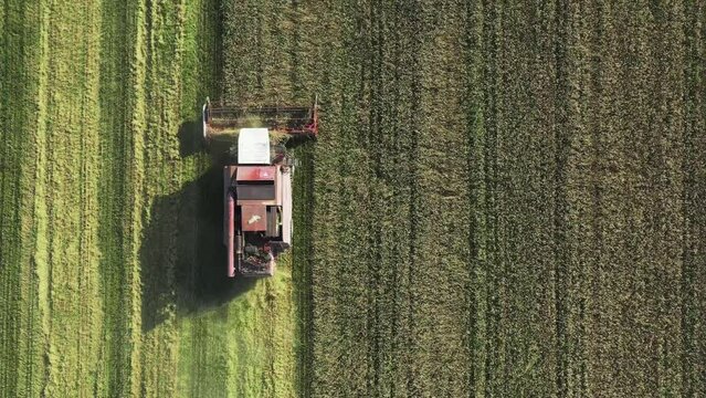 The harvester collects fresh corn in the fields