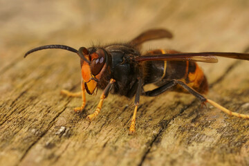 Closeup on a worker of the invasive Asian hornet pest species, Vespa velutina, a major threat for...
