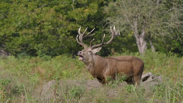 Red Deer Bellowing During the Rut
