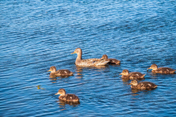 A family of ducks, a duck and its little ducklings are swimming in the water. The duck takes care of its newborn ducklings. Mallard, lat. Anas platyrhynchos