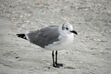 Seagull standing on the beach, waiting for a meal.
