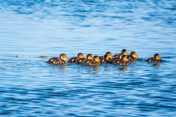 Cute little duckling swimming alone in a lake or river with calm water