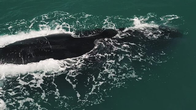 The southern right whale, Eubalaena australis swims near Brazilian shore near the town of Imbituba and exhales the air with distinct V shaped stream